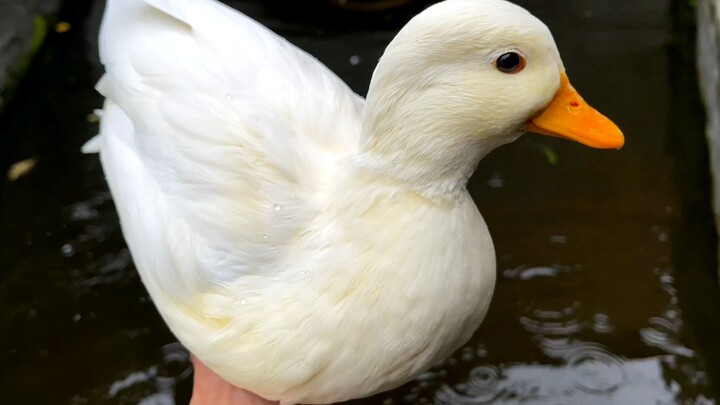 Just how fast is the Call duck, anyway? I seriously suspect it has teleportation abilities!