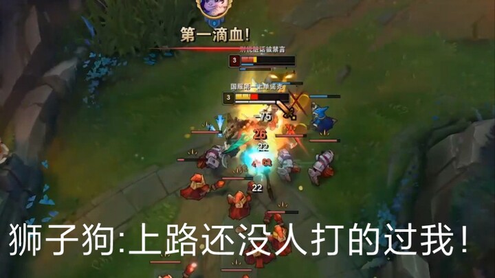 Anjing Shih Tzu: Belum ada yang bisa mengalahkanku di jalanan!