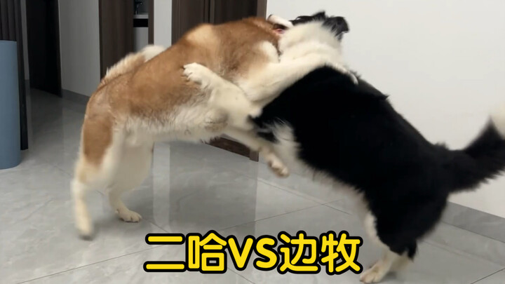 Alaskan Malamute vs. Border Collie: Live Commentary!