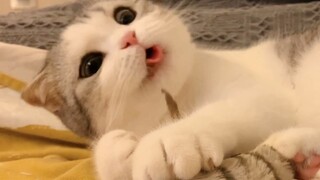 Kehidupan bahagia kucing, klik untuk mendapatkan suasana hati yang baik