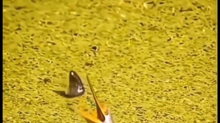 Cá nhất định thắng trời!!!