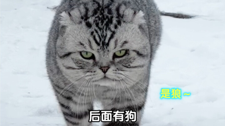 كلب كبير؟ لا! إنه ذئب~