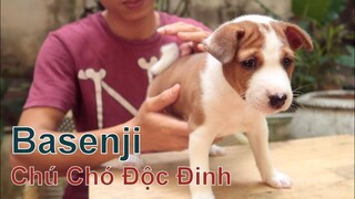 Chú Chó Độc Đinh - Giống Chó Không Sủa BASENJI / NhamTuatTV - Dog in Vietnam