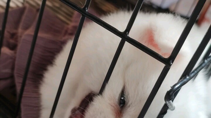 Pomeranian Dog begging