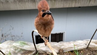 [Hewan]Memberi Makan Burung yang Kutemukan di Jalan