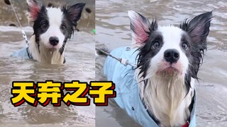 Dog's Birthday, My Day of Suffering