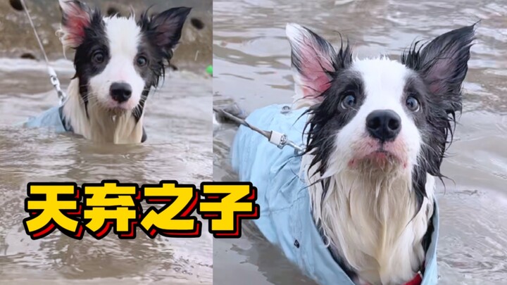 Ulang tahun anjing, hari penderitaanku