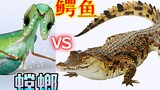 螳螂对战鳄鱼，如果鳄鱼的体型跟螳螂差不多，谁更厉害？【4K超清】