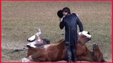 Funniest Horse Act Ever.