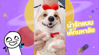 น่ารักแบบเด็กมหาลัย #คลิปกระแสtiktok #สัตว์เลี้ยงน่ารัก