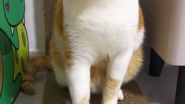 The orange cat’s IQ is directly proportional to its hunger level!