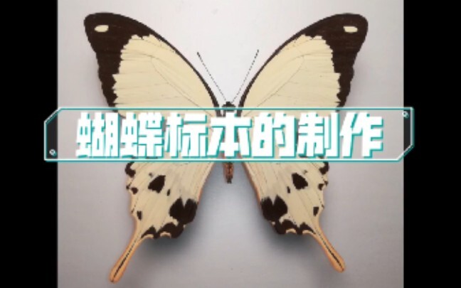 [Versi Baru] — Tutorial Pembuatan Spesimen Kupu-Kupu [Video Paling Rinci di Seluruh Situs, Menampilk