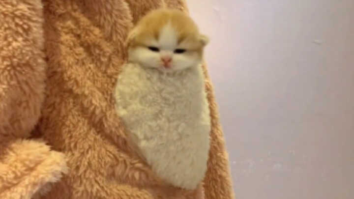 “Pocket Cat”