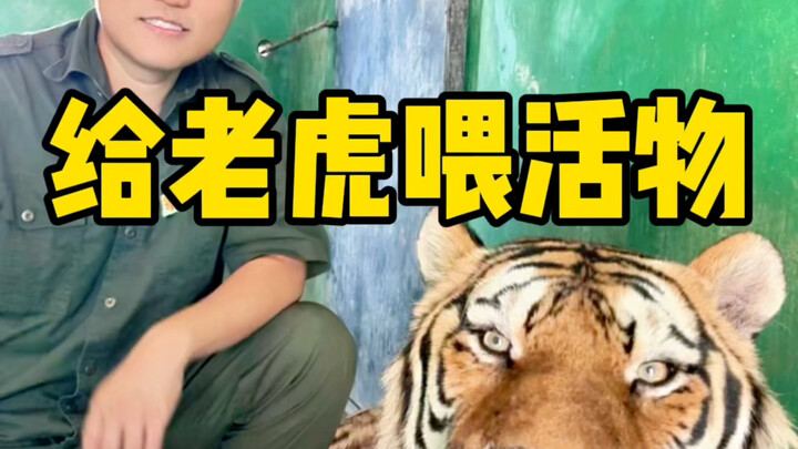 日常饲养工作，爱鸡人士勿喷。