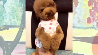 CUTE PET #น่ารัก&ตลก #5555+