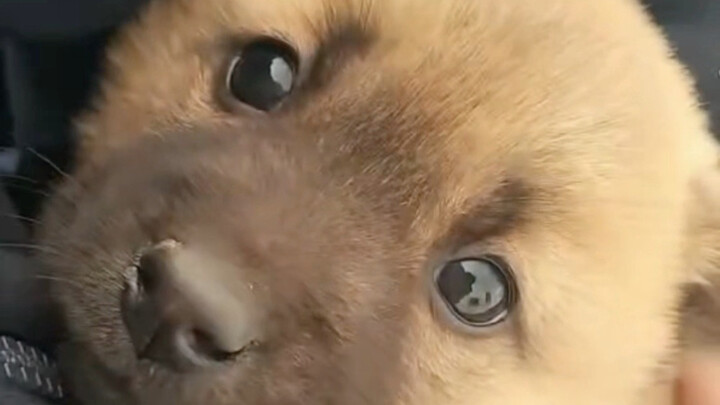 Aku sangat takut anjing, jadi aku memelihara seekor anjing yang sangat takut pada manusia.