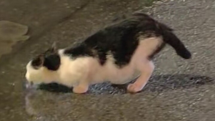 “养猫就养奶牛猫！”