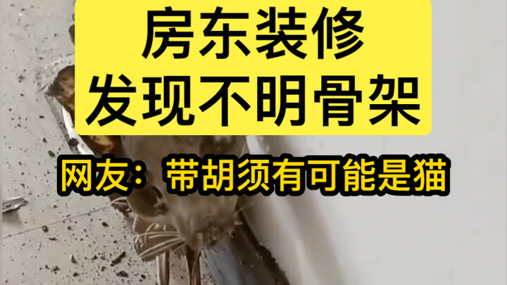 Landlord Discovers an Unknown Skeleton During Renovation — What Do You Think?