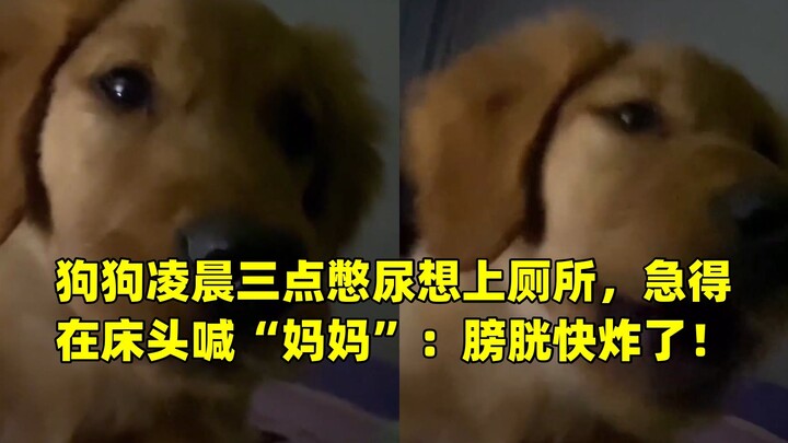 At 3 a.m., the dog’s bladder was about to burst and it frantically called “Mom” by the bedside, desp