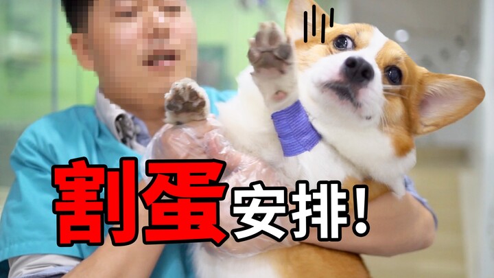 Corgi diatur untuk memotong telur, anjing: Lepaskan aku! Biarkan aku menggoda anjing betina! [Duby k