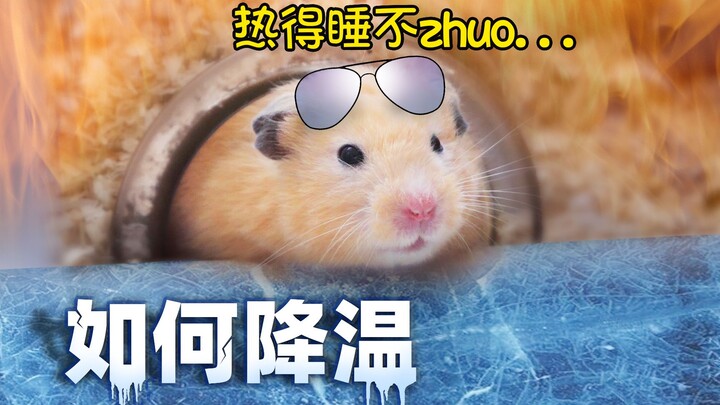 Trời nóng thì làm thế nào để hạ nhiệt cho chuột hamster? Loại nào an toàn và hiệu quả nhất? Nào, hãy