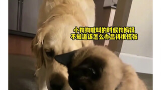 أنجبت الكلبة الذهبية 11 جرواً وعانت من اكتئاب ما بعد الولادة، وفي اللحظة الحاسمة تقدمت قطة العائلة ل