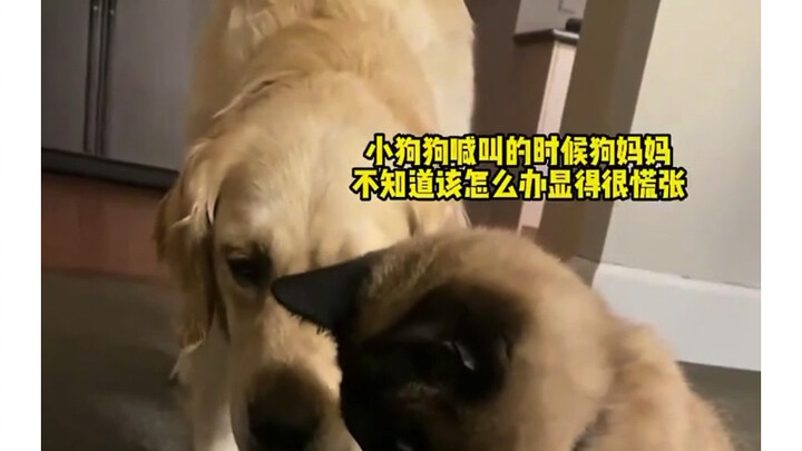 金毛生了11只小狗患上产后抑郁症，关键时候家里的猫猫站了出来