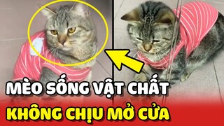 Chú mèo sống VẬT CHẤT chờ Bà NĂN NỈ mới chịu MỞ CỬA giúp 😂 | Yêu Lu