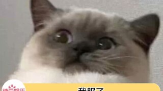 震惊了！原来真的有婴语教程？！