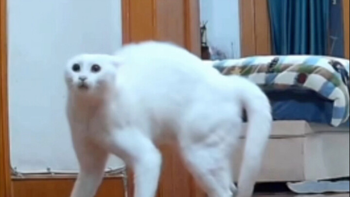 Accordion fans, rejoice!