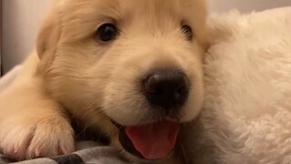 Khi Có Cún Con Làm Nũng Với Tôi, Tôi Sẽ Chết Mất Aaaaa