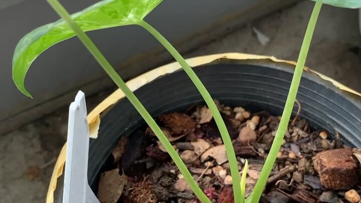 บอนกระดาดด่าง