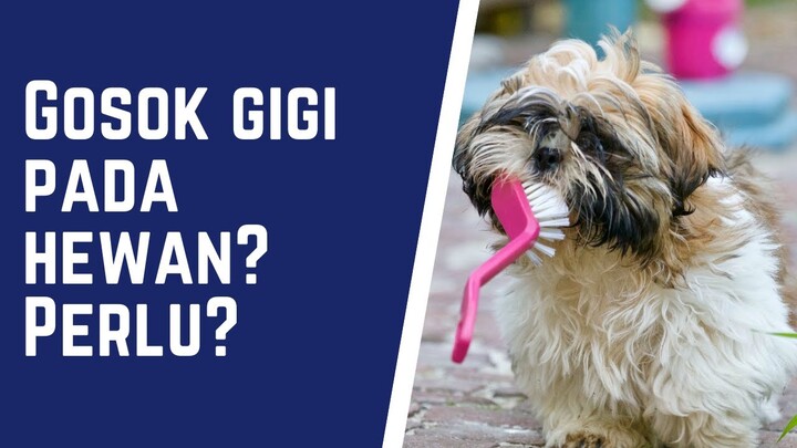 Gosok Gigi Hewan? Apa Perlu?