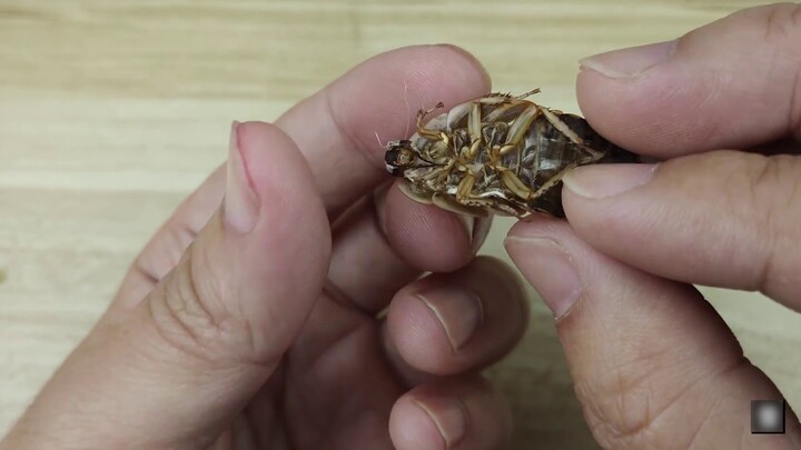 You've definitely never seen it before! The most beautiful white cockroach! You can even play with i