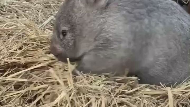Bayi wombat suka bersih, merapikan tempat tidur sebelum beristirahat