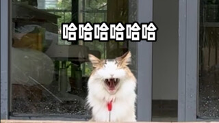 Tricked by a cat