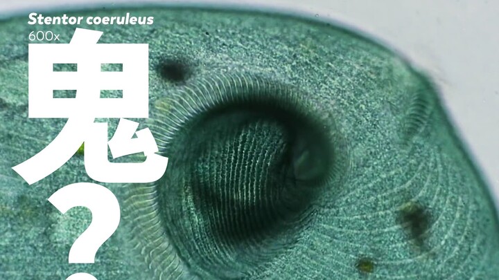 How big can a single-celled organism grow?