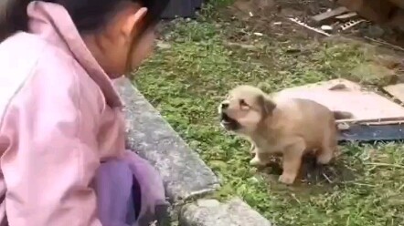 The puppy is very angry.
