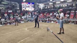 STA MONICA COCK PIT  3COCK DERBY TALO PA CHAMPION 😥