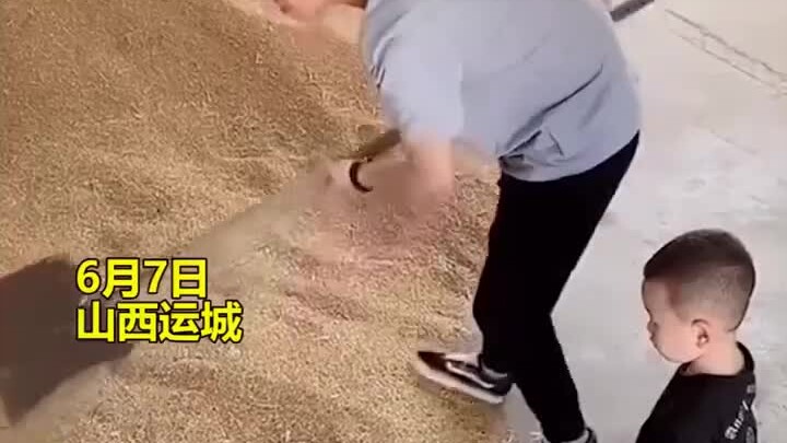 ลูกน้อยเล่นโทรศัพท์ของคุณพ่อจนทำหล่นหายอยู่ในกองข้าวสาลี