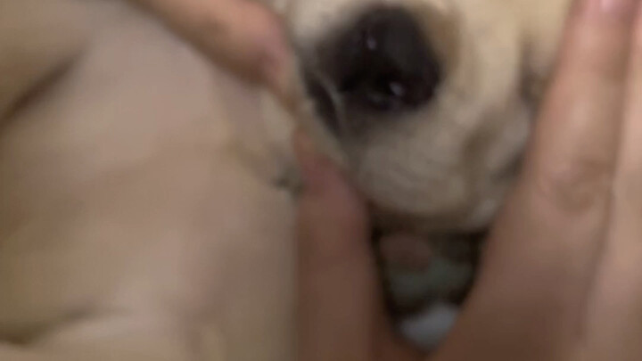 How to lull a little puppy to sleep in three seconds