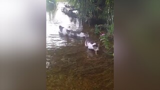 Vịt này lạ quá😂 mèo cute foryou