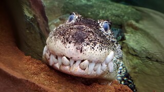 Cuban crocodile: Why does this crocodile look so "dog-like"?