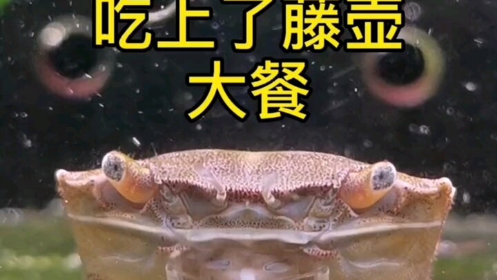 On the seventh day, Crab Qiangqiang enjoyed a feast of barnacles.