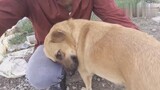 [Động vật]Khi một chú chó vô gia cư tìm được chủ ...