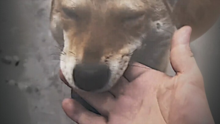 Facial recognition failed, scent recognition succeeded.