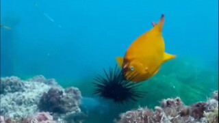 يا له من سمكة صغيرة لطيفة!