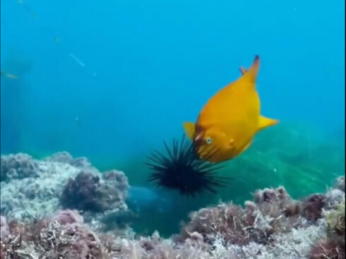 Cá con dễ thương quá!