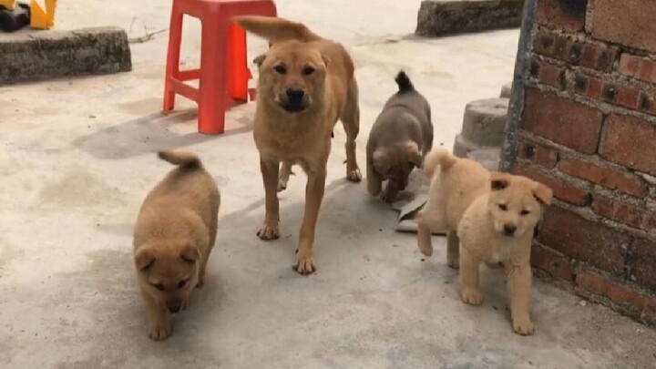 Induk anjing kuning besar dengan segerombolan anak-anak gemuk mulai mengenali pemiliknya, dan juga m