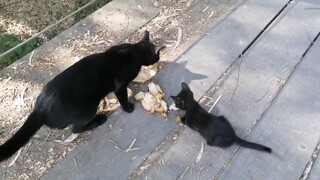 Feeding A Poor Malnourished Baby Cat And A Mother With A Green Dark Eyes In The Jungle